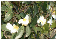 Asam Lemak Camellia Oleifera Oil, Minyak Camellia Untuk Pertumbuhan Rambut Anti Oksidasi