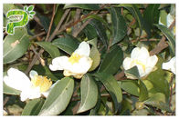 Bahan kosmetik alami Camellia Oleifera Abel ekstrak biji teh saponin untuk pengemulsi